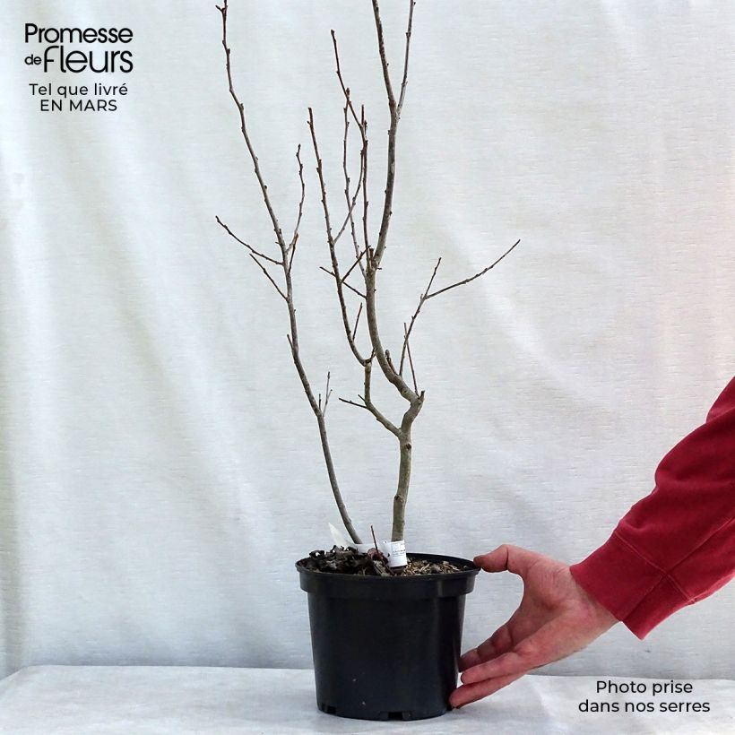 Ilex verticillata Maryland Beauty - Agrifoglio Vaso da 3L/4L esemplare consegnato in inverno