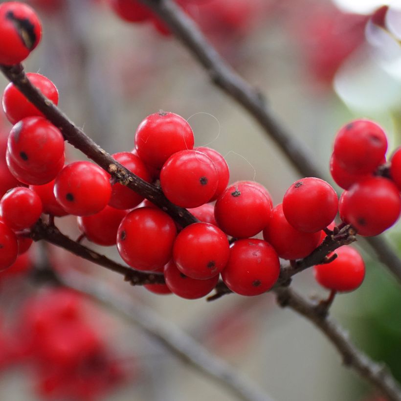 Ilex verticillata Maryland Beauty - Agrifoglio (Raccolta)