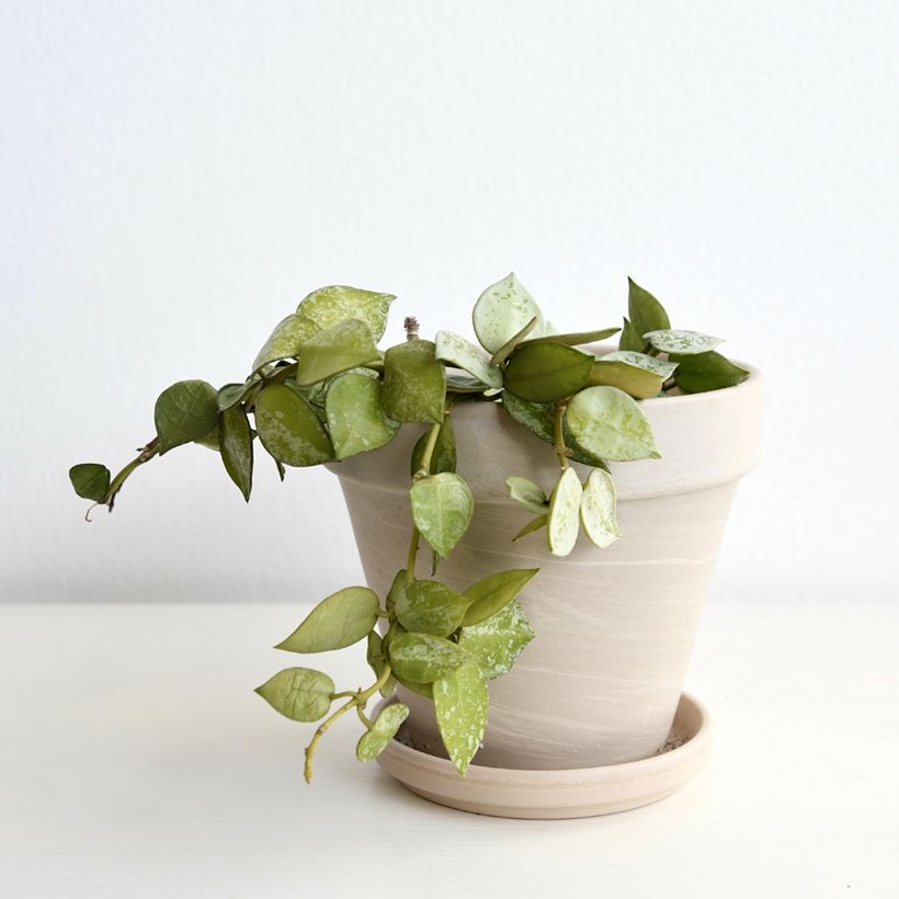 Hoya Eskimo - Fiore di cera (Porto)