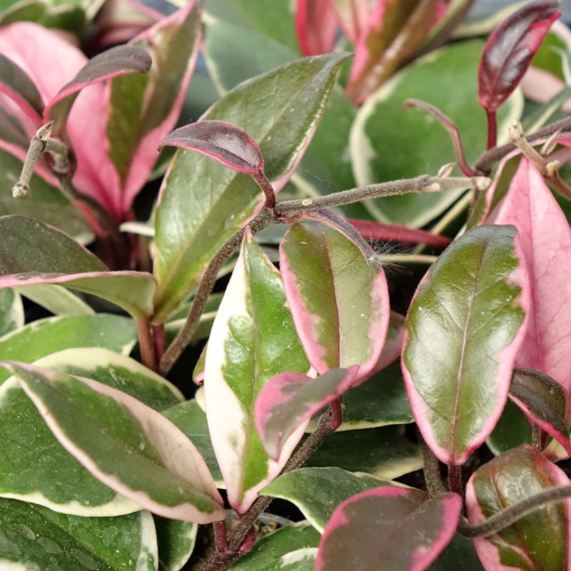 Hoya Flamingo Dream - Fiore di cera (Foliage)