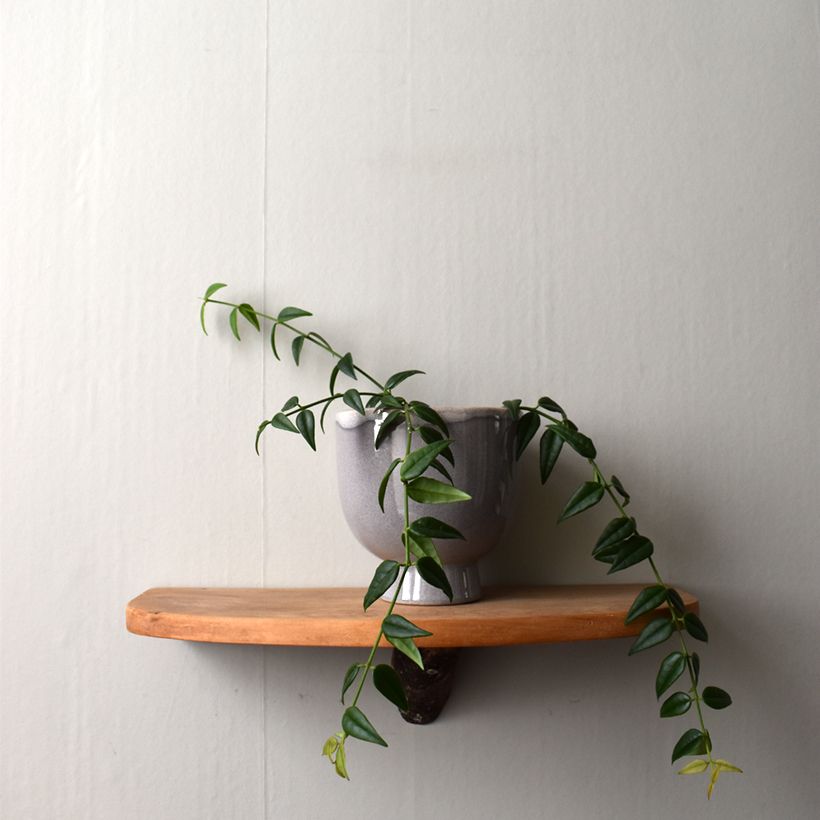 Hoya bella - Fiore di cera (Porto)