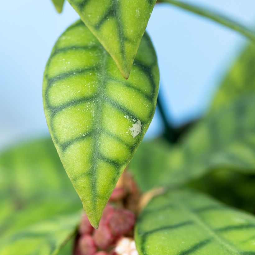 Hoya callistophylla - Fiore di cera (Fogliame)