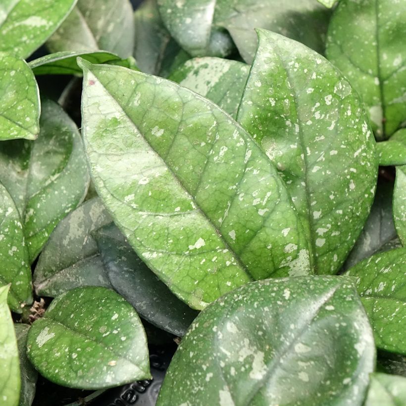 Hoya callistophylla Sabah - Fiore di cera (Foliage)