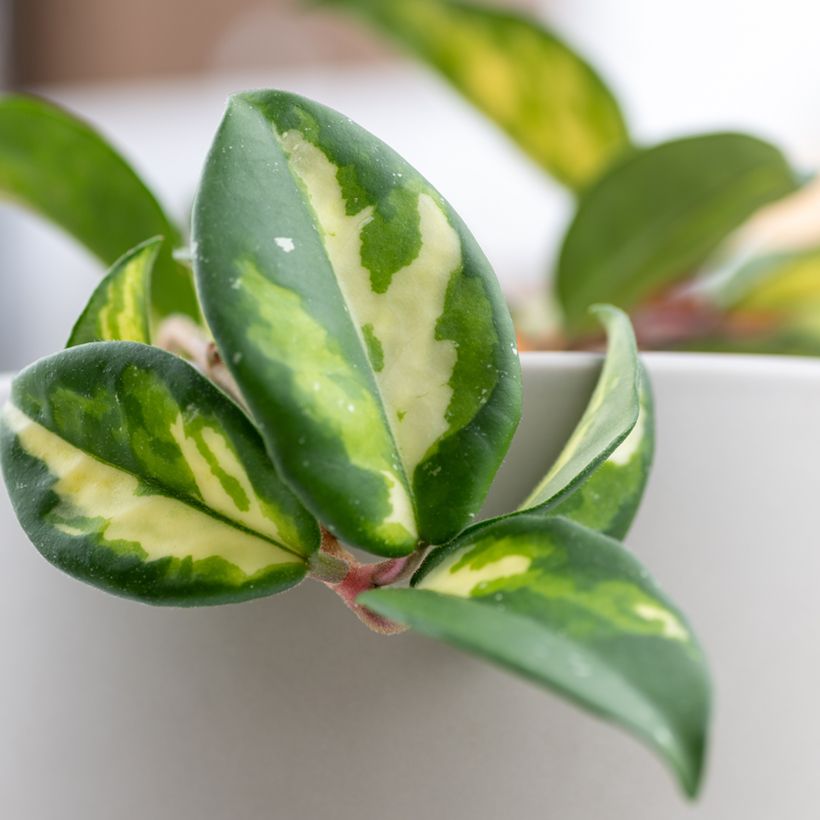 Hoya carnosa Tricolor - Fiore di cera (Foliage)