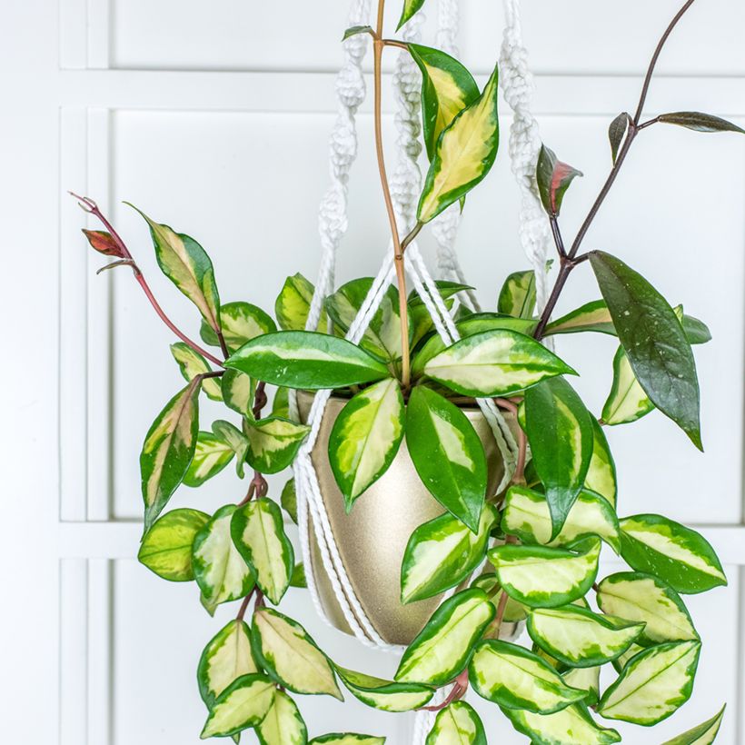 Hoya carnosa Tricolor - Fiore di cera (Plant habit)