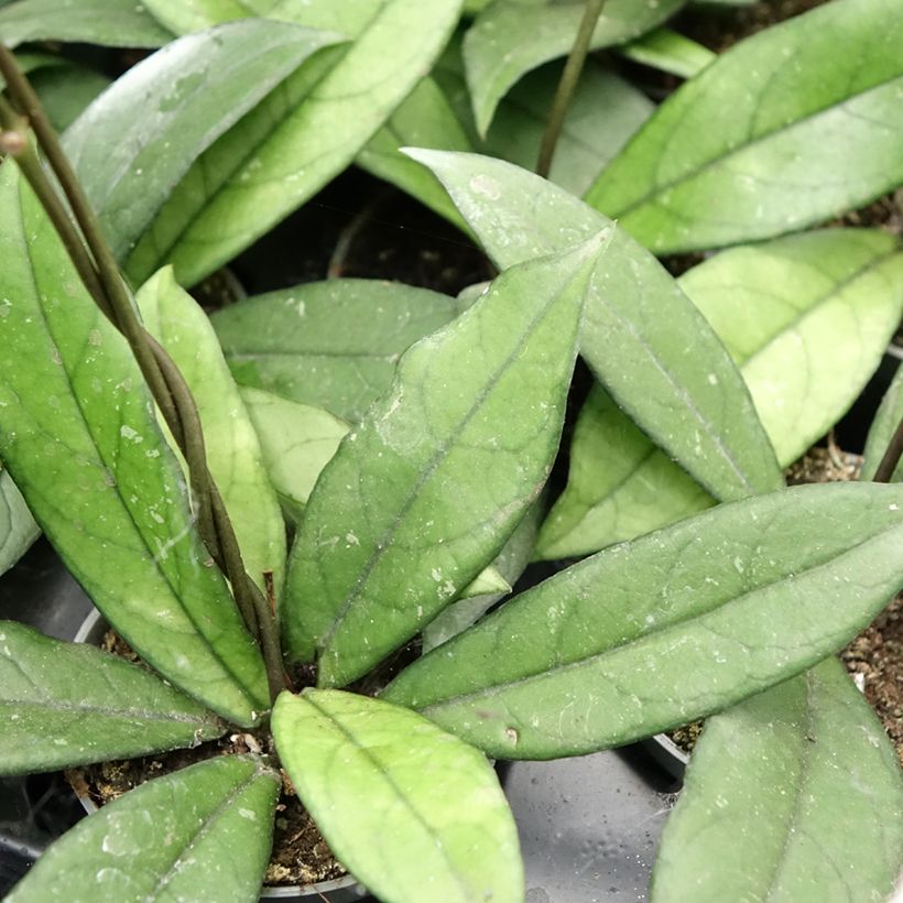 Hoya crassipetiolata - Fiore di cera (Foliage)