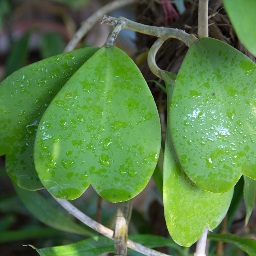 Hoya kerrii (Fogliame)