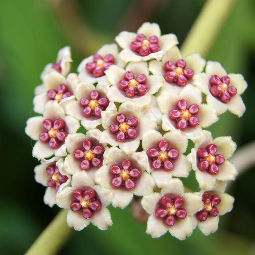 Hoya kerrii Variegata (Fioritura)