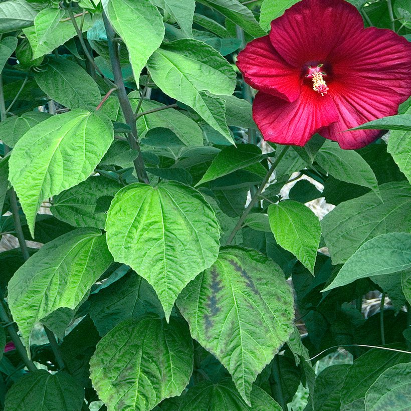 Hibiscus moscheutos Red - Ibisco palustre (Fogliame)