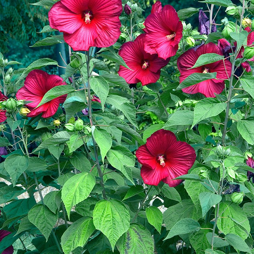 Hibiscus moscheutos Red - Ibisco palustre (Porto)