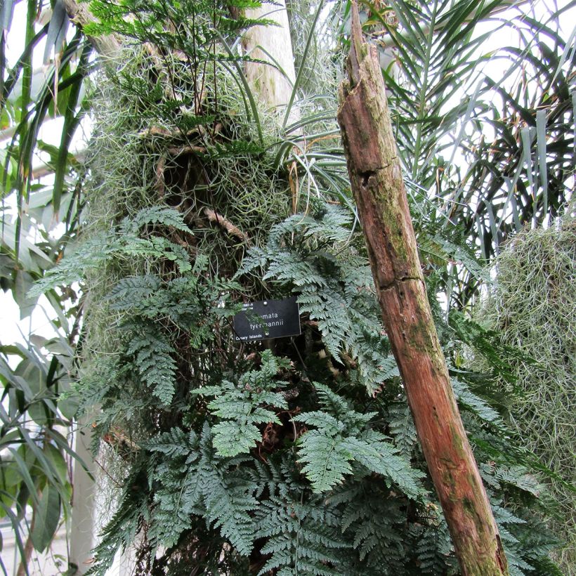 Humata tyermannii - Felce zampa di Lepre (Porto)