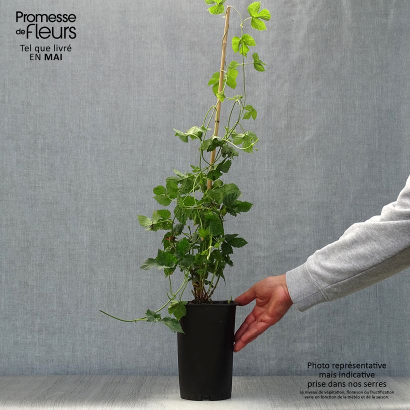 Luppolo Nordbrau - Humulus lupulus Vaso da 1,5L/2L esemplare consegnato in primavera