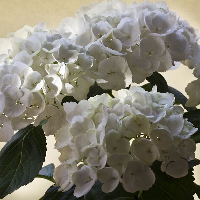 Hydrangea macrophylla Magical Pearl - Ortensia (Fioritura)