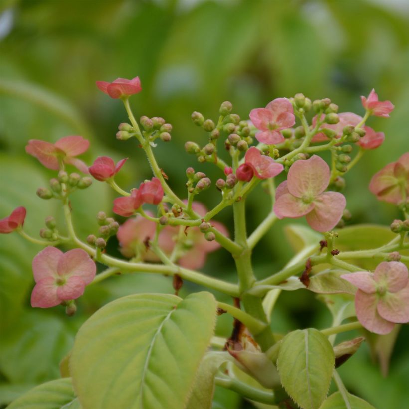 Hydrangea anomala Crug Coral - Ortensia rampicante (Flowering)