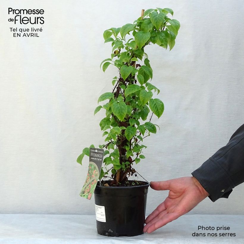 Example of Hydrangea anomala Crug Coral - Ortensia rampicante Vaso da 2L/3L as you get in printemps