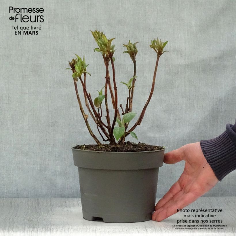 Hydrangea aspera Hot Chocolate - Ortensia Vaso da 3L/4L esemplare consegnato in primavera
