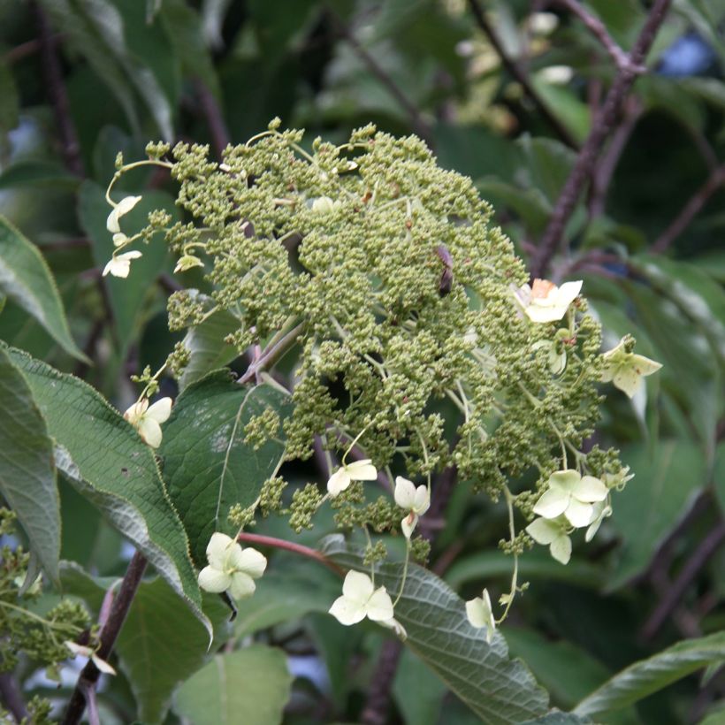 Hydrangea heteromalla Bretschneideri - Ortensia (Fioritura)