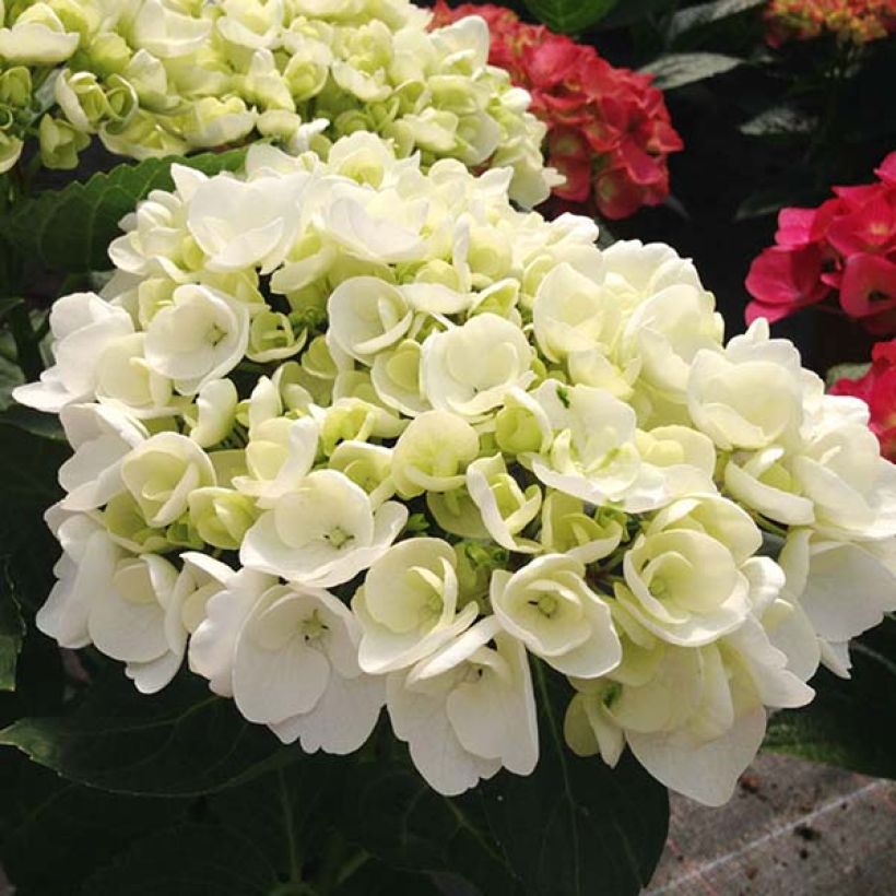 Hydrangea macrophylla Rendez-Vous Angelique - Ortensia (Fioritura)