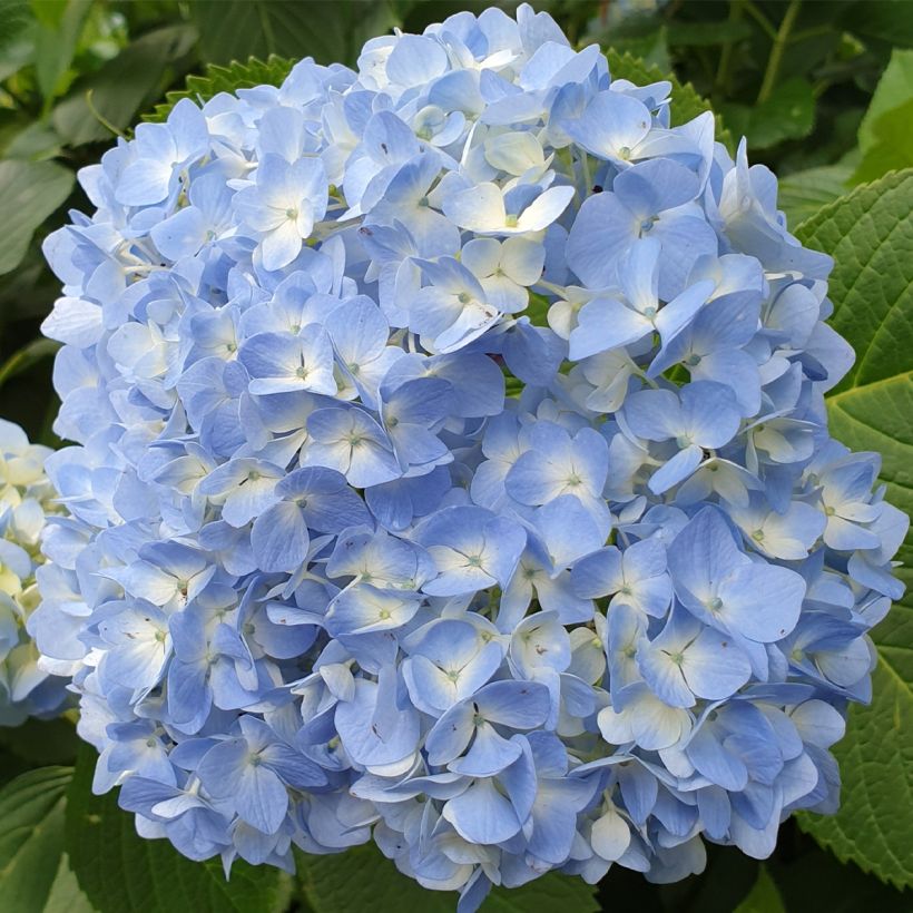 Hydrangea macrophylla Ankong - Ortensia (Fioritura)