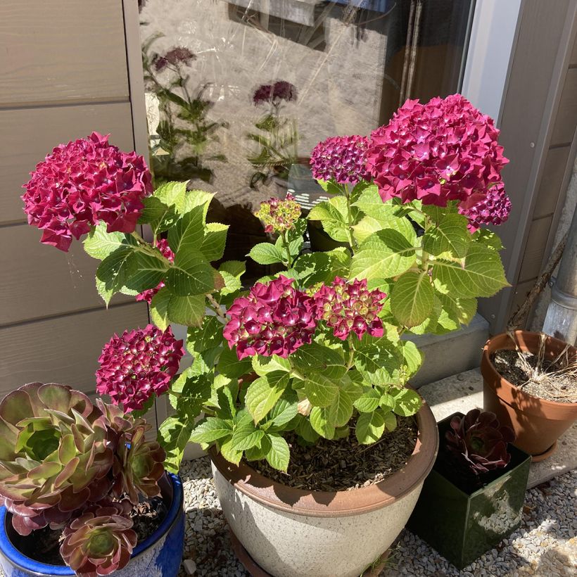 Hydrangea macrophylla Beautensia Dali - Ortensia (Porto)