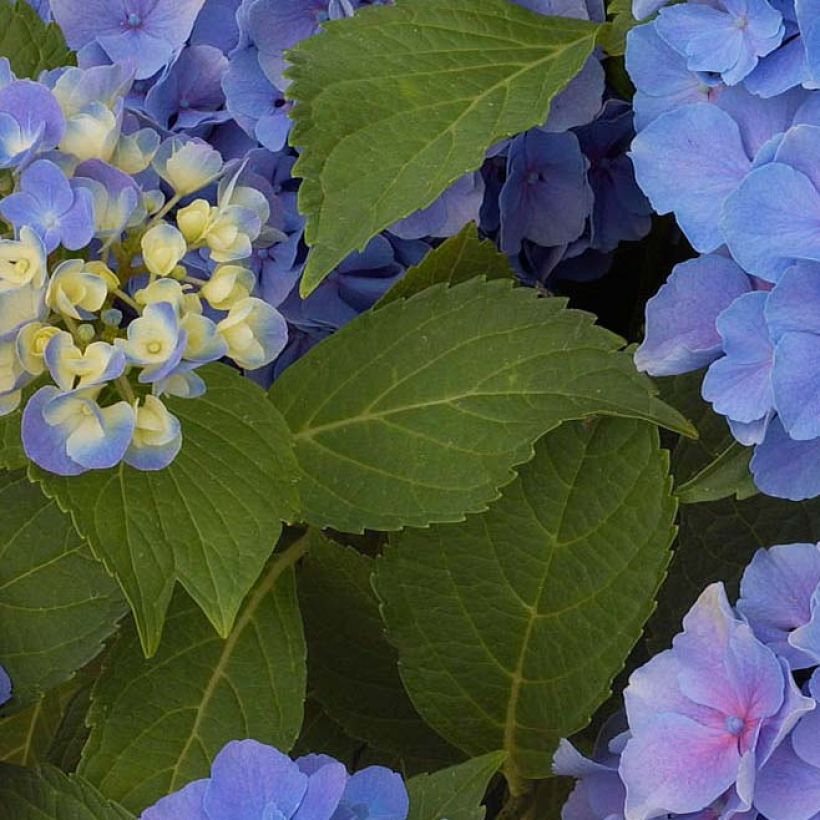 Hydrangea macrophylla Benelux Blue - Ortensia (Foliage)