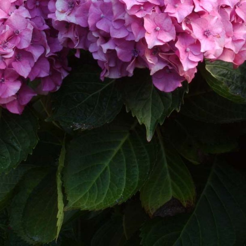 Hydrangea macrophylla Benelux Pink - Ortensia (Foliage)