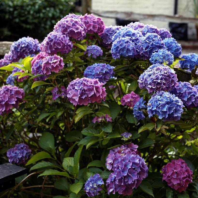 Hydrangea macrophylla Blauer Zwerg - Ortensia (Plant habit)