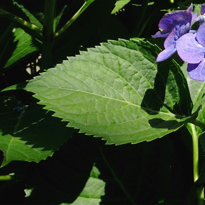 Hydrangea macrophylla Blue Sky - Ortensia (Foliage)