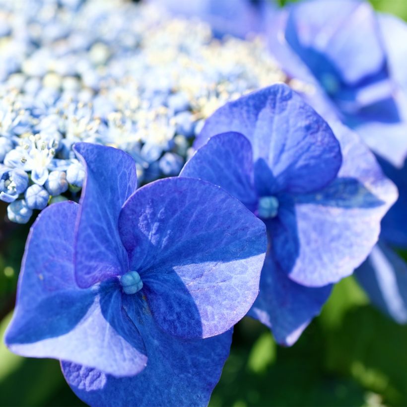 Hydrangea macrophylla Blue Sky - Ortensia (Flowering)