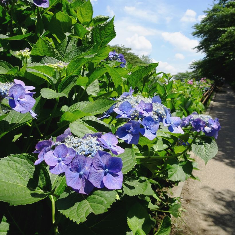 Hydrangea macrophylla Blue Sky - Ortensia (Plant habit)