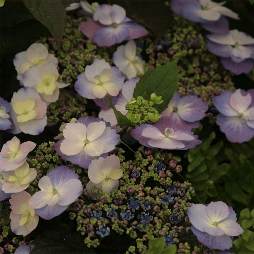Hydrangea macrophylla Blueberry Cheesecake - Ortensia (Flowering)