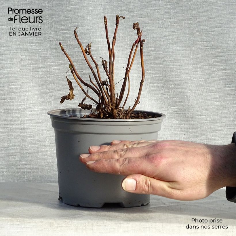 Example of Hydrangea macrophylla Blueberry Cheesecake - Ortensia Vaso da 2L/3L as you get in hiver