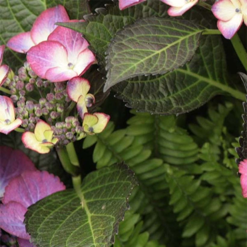Hydrangea macrophylla Dark Angel Purple - Ortensia (Foliage)
