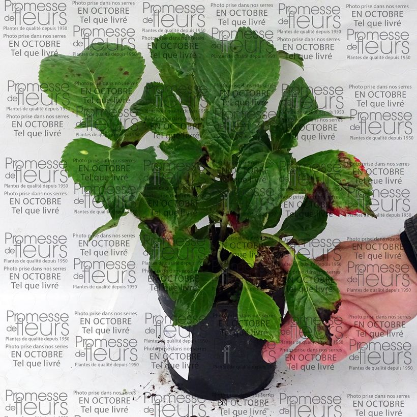 Esempio di esemplare Hortensia - Hydrangea macrophylla Dolce Fragola Pot de 4L/5L come consegnato