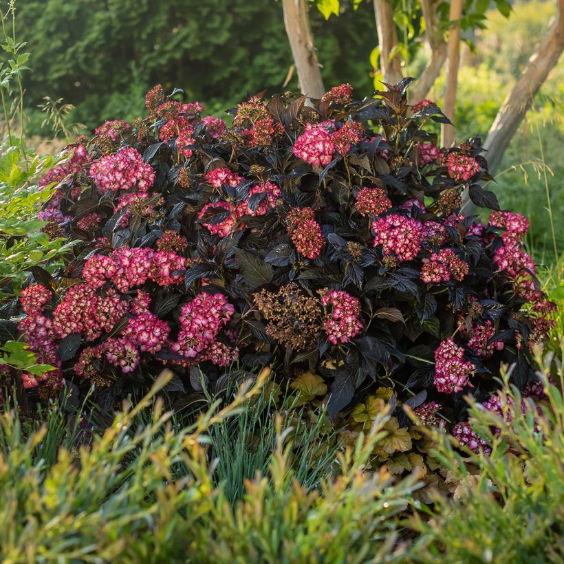 Hydrangea macrophylla Eclipse - Ortensia (Plant habit)