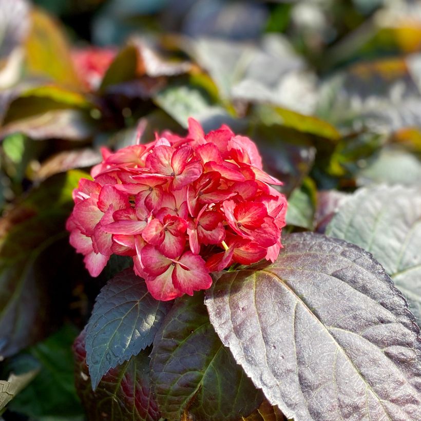 Hydrangea macrophylla Eclipse - Ortensia (Flowering)