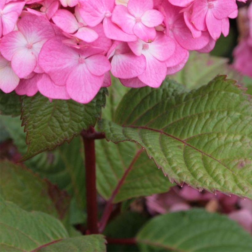 Hydrangea macrophylla Endless Summer Bloomstar - Ortensia (Foliage)
