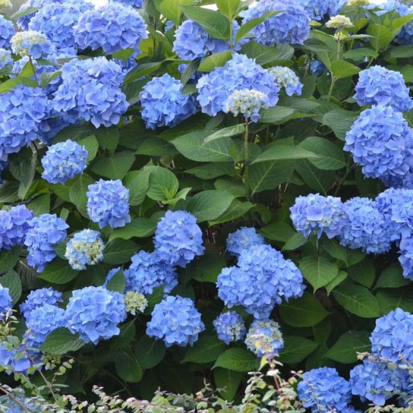 Hydrangea macrophylla Endless Summer The Original Blue - Ortensia (Flowering)