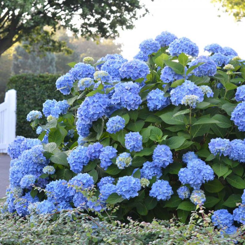 Hydrangea macrophylla Endless Summer The Original Blue - Ortensia (Plant habit)