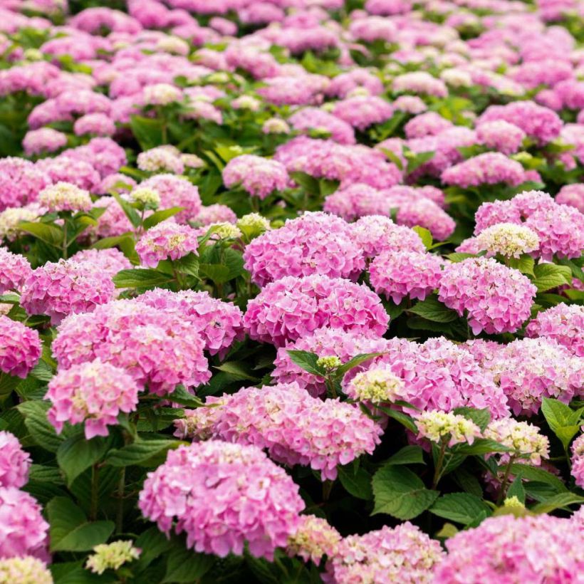Hydrangea macrophylla Endless Summer The Original Pink - Ortensia (Flowering)