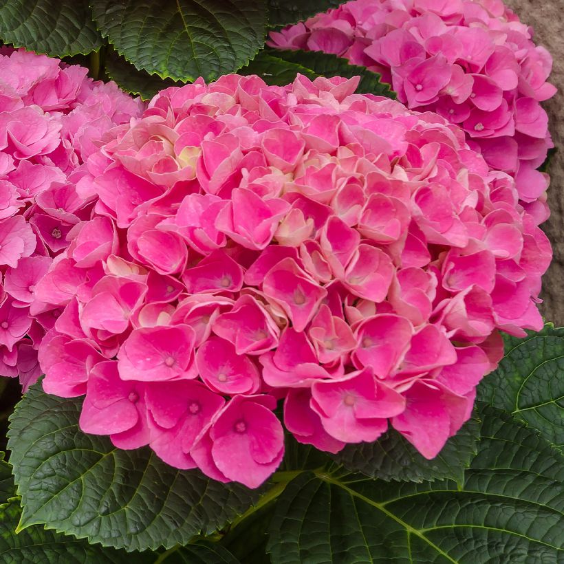 Hydrangea macrophyla Freudenstein - Ortensia (Flowering)