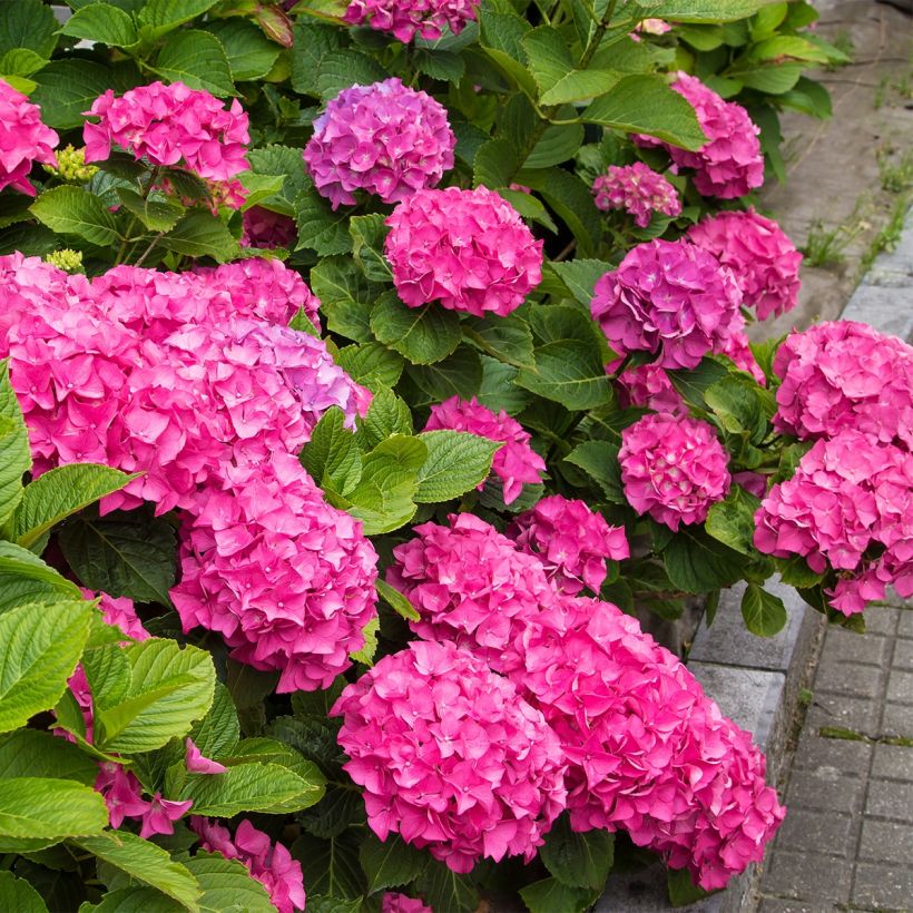 Hydrangea macrophylla Freudenstein - Ortensia (Porto)