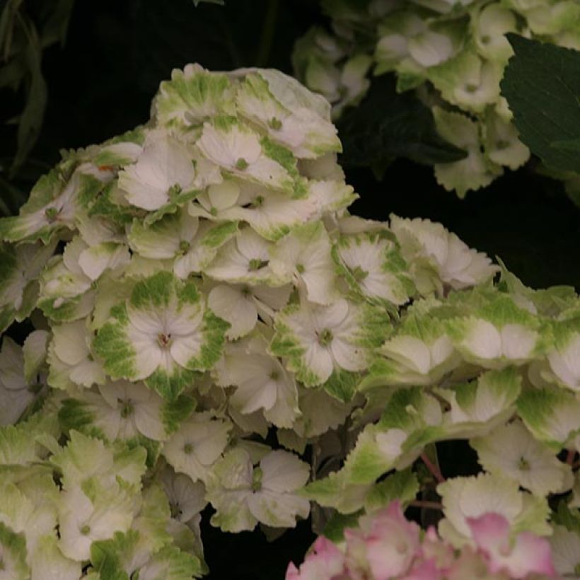 Hydrangea macrophylla Magical Noblesse - Ortensia (Flowering)