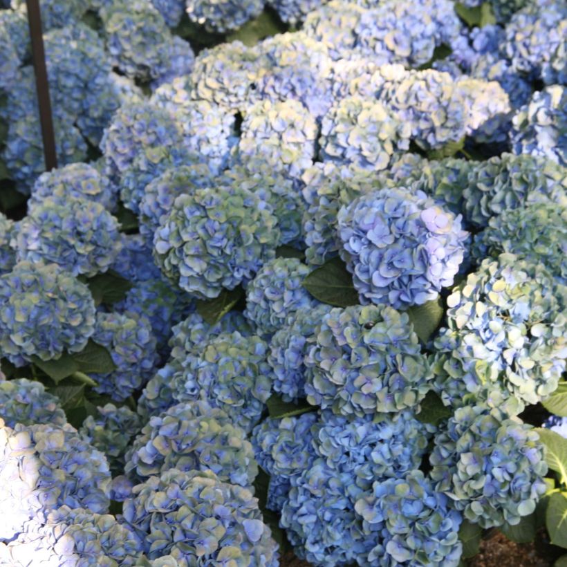 Hydrangea macrophylla Mathilde Gutges - Ortensia (Flowering)