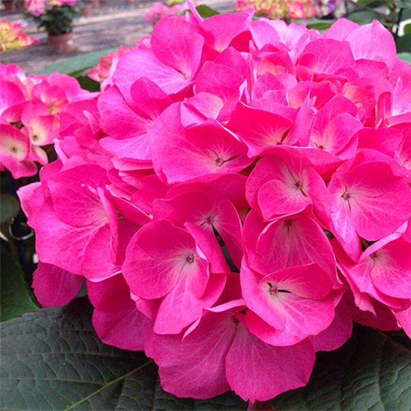 Hydrangea macrophylla Dutch Ladies Saskia - Ortensia (Flowering)
