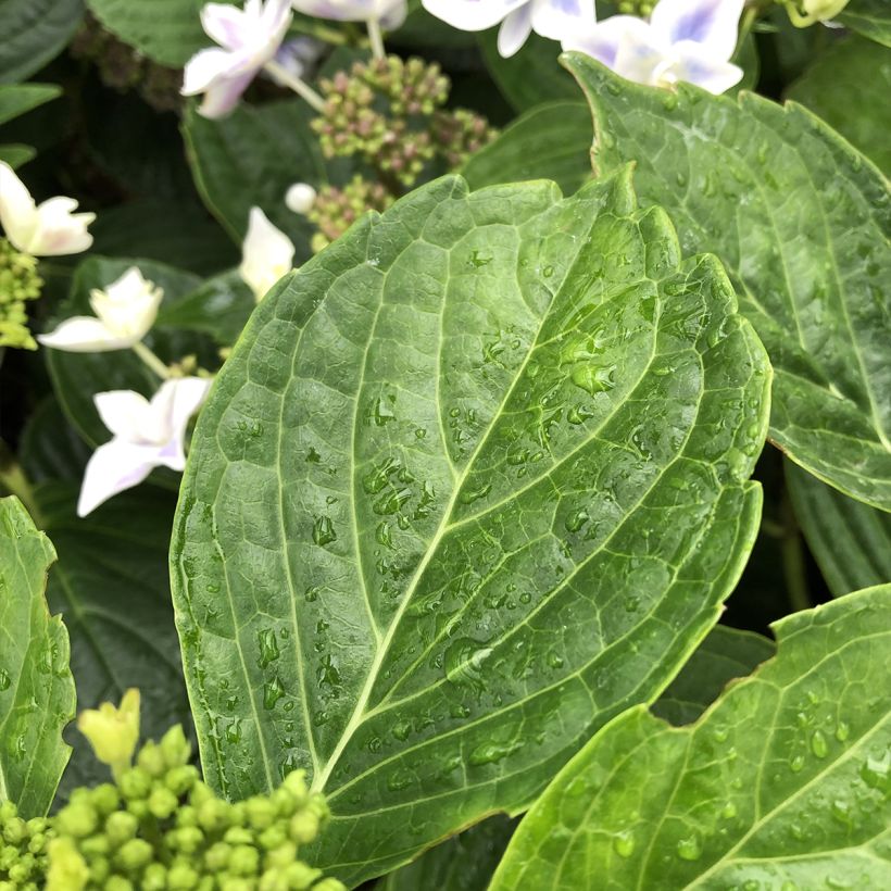 Hydrangea macrophylla Stargazer - Ortensia (Foliage)