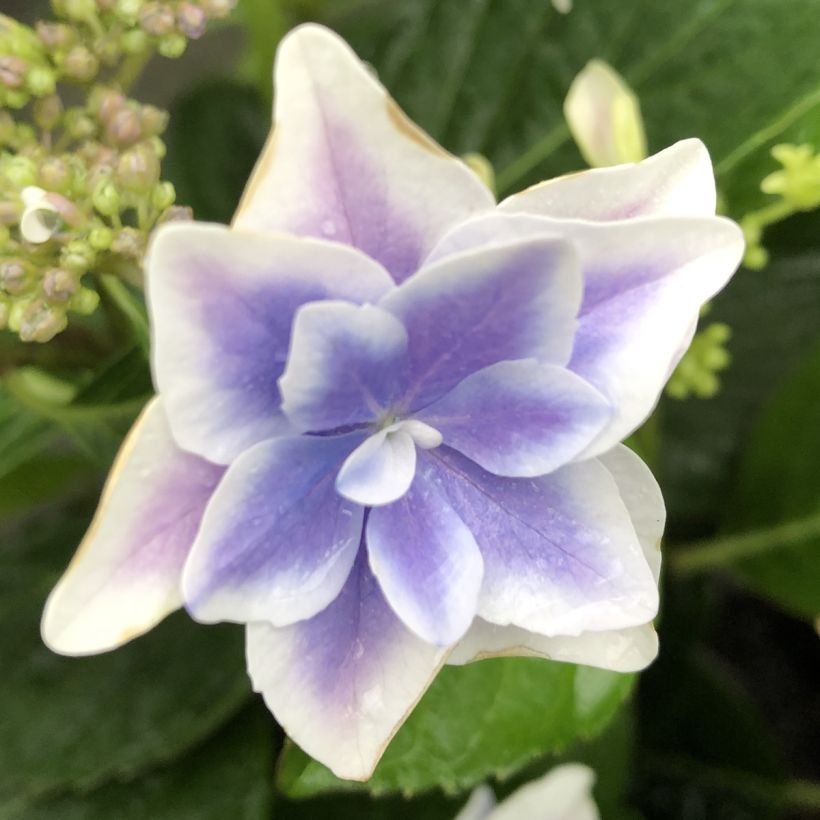 Hydrangea macrophylla Stargazer - Ortensia (Flowering)