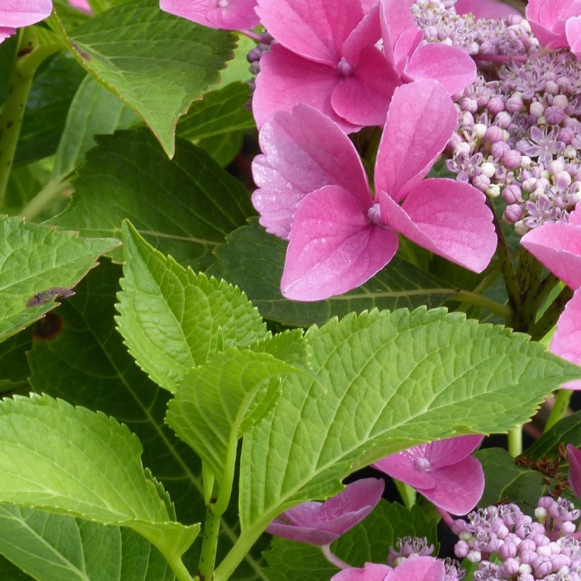 Hydrangea macrophylla Teller Pink - Ortensia (Fogliame)