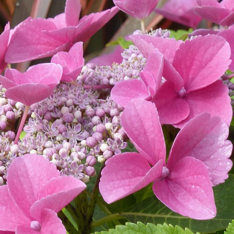Hydrangea macrophylla Teller Pink - Ortensia (Fioritura)