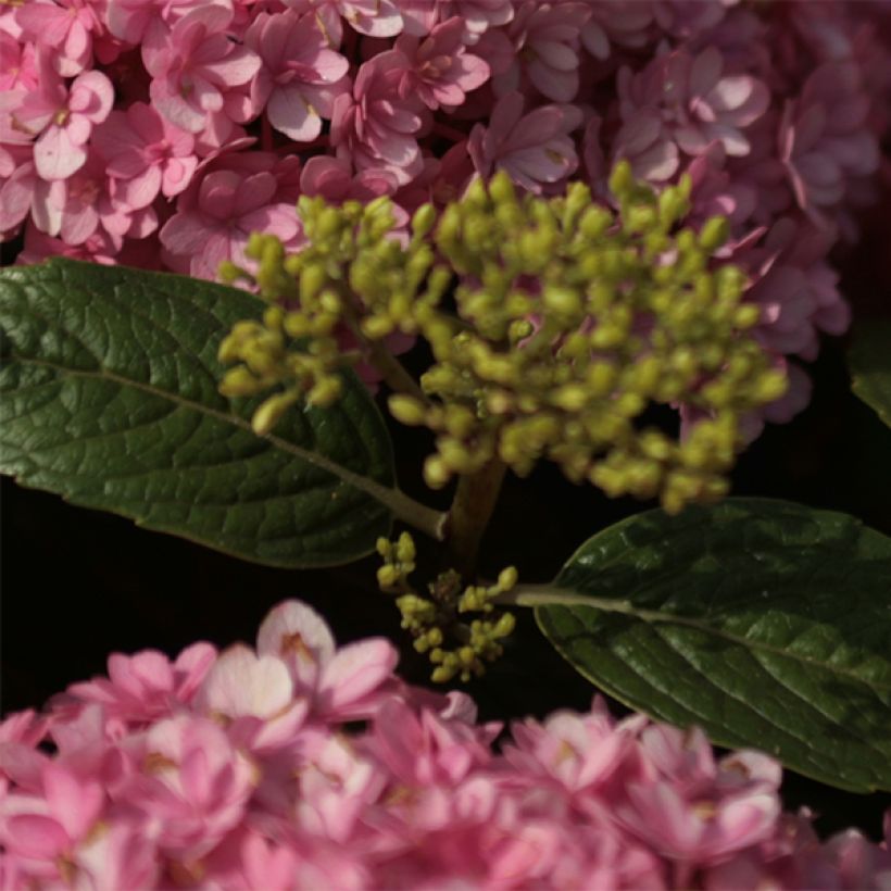 Hydrangea macrophylla Umbrella - Ortensia (Fogliame)